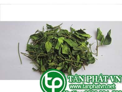 ở đâu bán dây thìa canh tại quận 4 hỗ trợ tiểu đường tốt