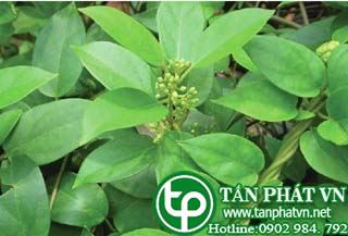 phân phối sỉ lẻ dây thìa canh tại Bình Tân chất lượng