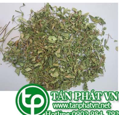 phân phối sỉ lẻ dây thìa canh tại quận 10 uy tín