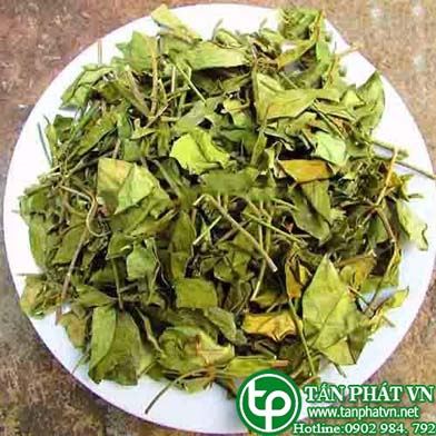 phân phối sỉ lẻ dây thìa canh tại quận 12 giao hàng nhanh