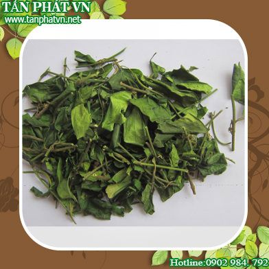 phân phối sỉ lẻ dây thìa canh tại quận Gò Vấp hạ đường huyết