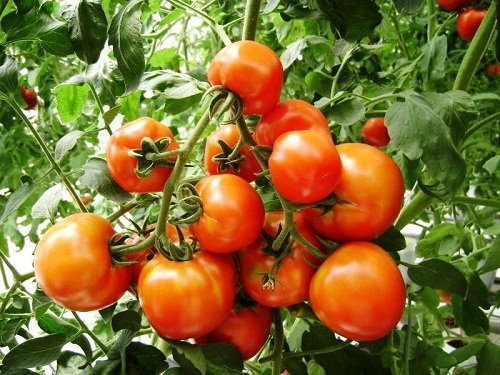 cà chua giảm cân hiệu quả