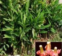 công dụng chữa bệnh của củ riền