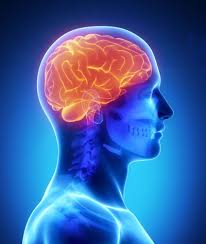 hoạt động giúp não phát triển