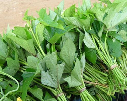 sử dụng rau khoai lang