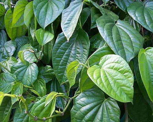 sử dụng trầu không trị nám hiệu quả